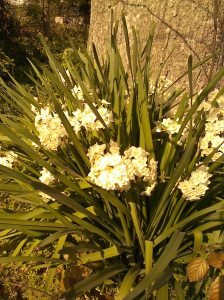 clump of paper whites
