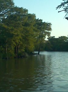 Cypress across from Pine Tree Lodge