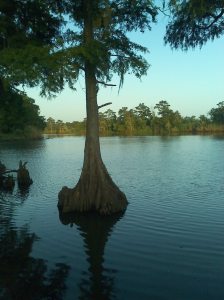 cypress in Taylor's bayou