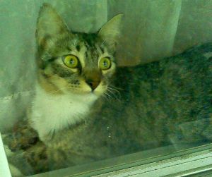 Morgan bright eyes in window