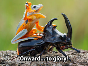 alton-le-beaux-on-horn-beetle